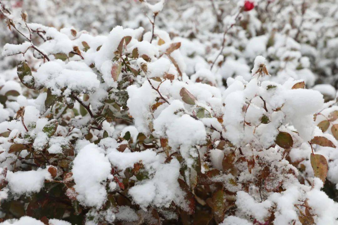 最新红雪，自然界的奇观与人类探索之旅